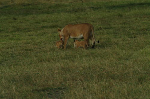 africa 036