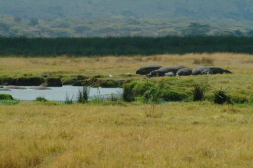 africa 052