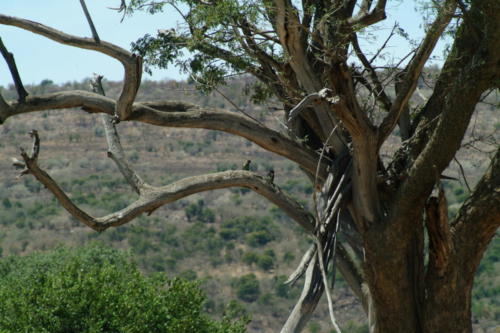africa3 073