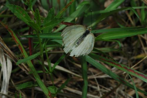 butterflies 05 042