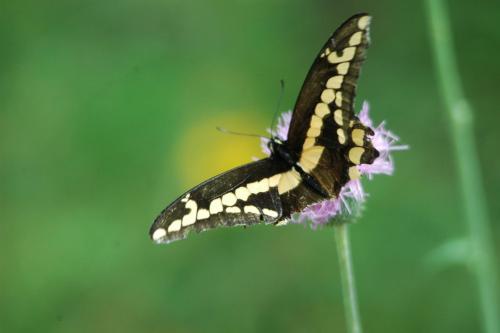 butterflies 05 043