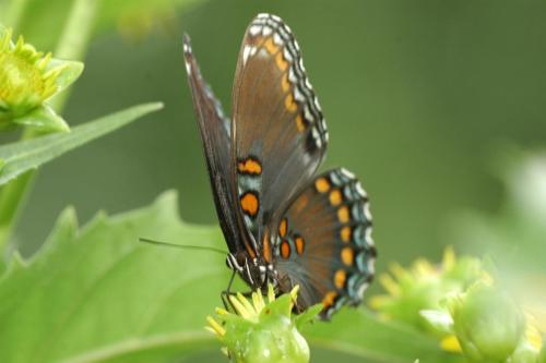 butterflies 05 046