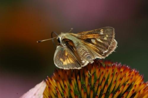 butterflies 05 050