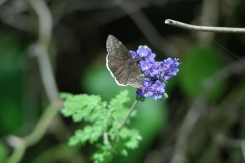 butterflies 05 051