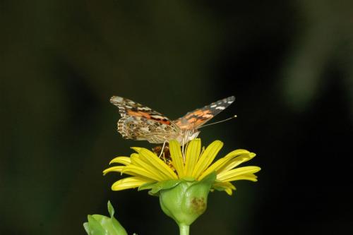 butterflies 05 061