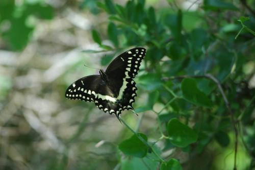 butterflies 05 063