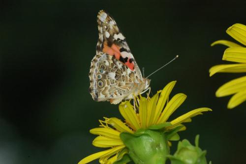 butterflies 05 065