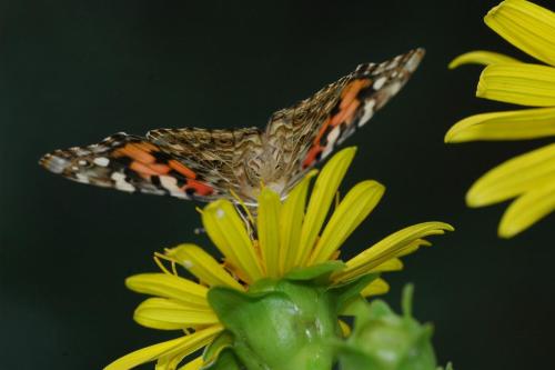 butterflies 05 066