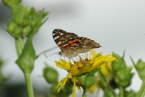 butterflies 05 068