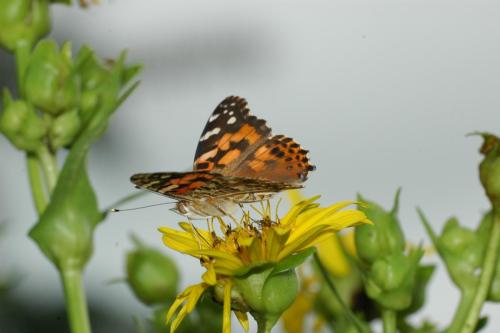 butterflies 05 069