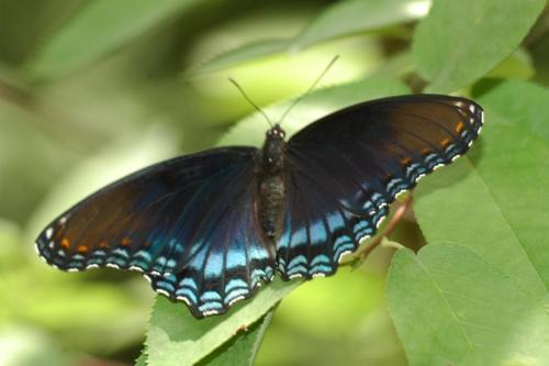 butterflies 05 078