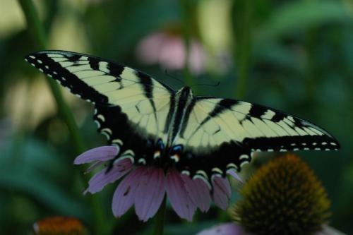 butterflies  hawk05 2 022