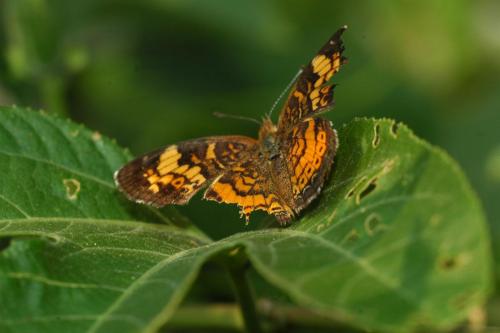 butterflies  hawk05 2 063