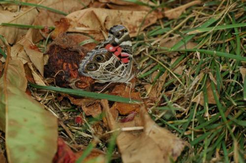 butterflies  hawk05 2 069
