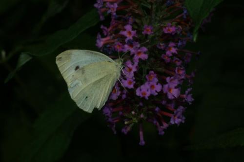 DSCF0001
